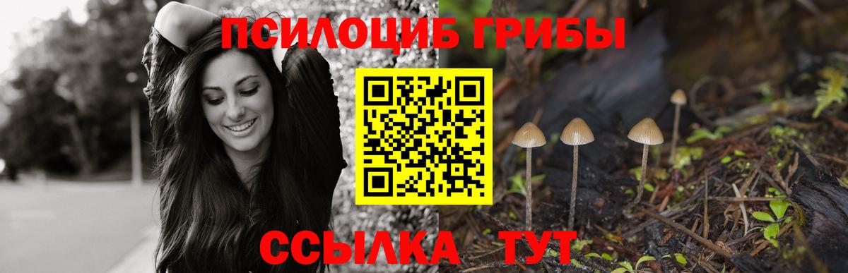 Тара  Галлюциногенные грибы Cubensis  Вход с VPN 